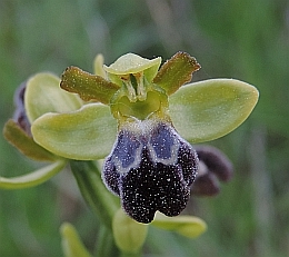 Sombre Bee Orchid – Ophrys fusca